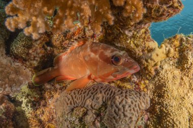 Kızıl Denizde yüzen balıklar, renkli balıklar, Eilat İsrail