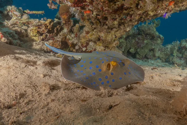 Mavi benekli vatoz Kızıldeniz Eilat, İsrail 'de deniz tabanında