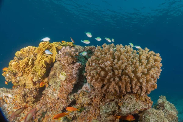 Kızıldeniz 'deki mercan resifi ve su bitkileri, Eilat Israel