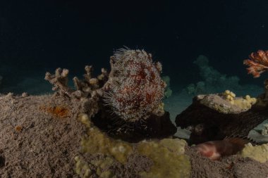 Kızıldeniz 'deki mercan resifi ve su bitkileri, Eilat Israel