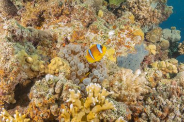 Kızıldeniz 'deki mercan resifi ve su bitkileri, Eilat Israel