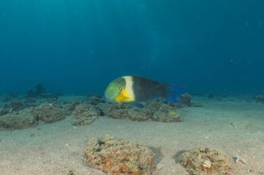 Kızıl Denizde yüzen balıklar, renkli balıklar, Eilat İsrail