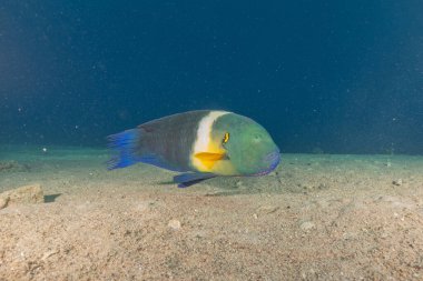 Kızıl Denizde yüzen balıklar, renkli balıklar, Eilat İsrail