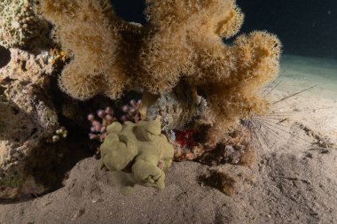 Kızıldeniz 'deki mercan resifi ve su bitkileri, Eilat Israel