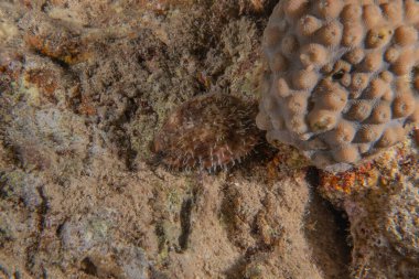 Kızıldeniz 'deki mercan resifi ve su bitkileri, Eilat Israel