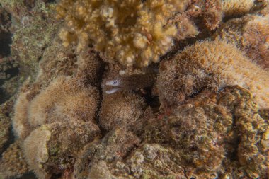 Moray eel Mooray lycodontis Kızıldenizde dalgalanma, Eilat Israel