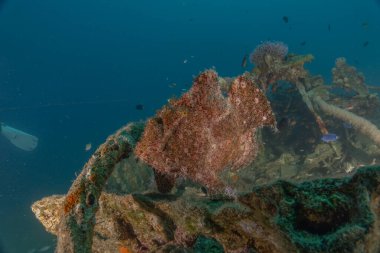 Kızıl Denizde yüzen balıklar, renkli balıklar, Eilat İsrail