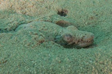 Kızıl Denizde yüzen balıklar, renkli balıklar, Eilat İsrail