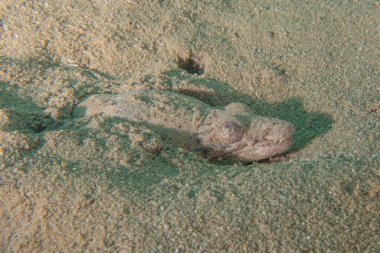 Kızıl Denizde yüzen balıklar, renkli balıklar, Eilat İsrail