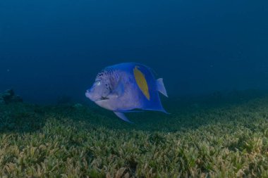 Kızıl Denizde yüzen balıklar, renkli balıklar, Eilat İsrail