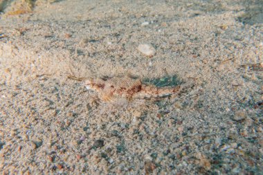 Kızıl Denizde yüzen balıklar, renkli balıklar, Eilat İsrail