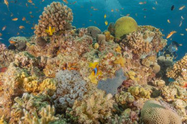 Kızıldeniz 'deki mercan resifi ve su bitkileri, Eilat Israel