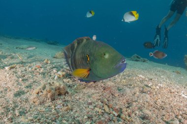 Kızıl Denizde yüzen balıklar, renkli balıklar, Eilat İsrail