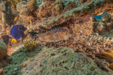 Kızıl Denizde yüzen balıklar, renkli balıklar, Eilat İsrail