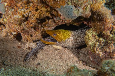 Moray eel Mooray lycodontis Kızıldenizde dalgalanma, Eilat Israel