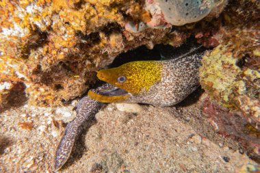 Moray eel Mooray lycodontis Kızıldenizde dalgalanma, Eilat Israel