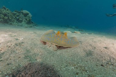 Mavi benekli vatoz Kızıldeniz Eilat, İsrail 'de deniz tabanında