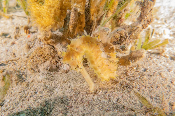 Sea Horse in the Red Sea Colorful and beautiful, Eilat Israel