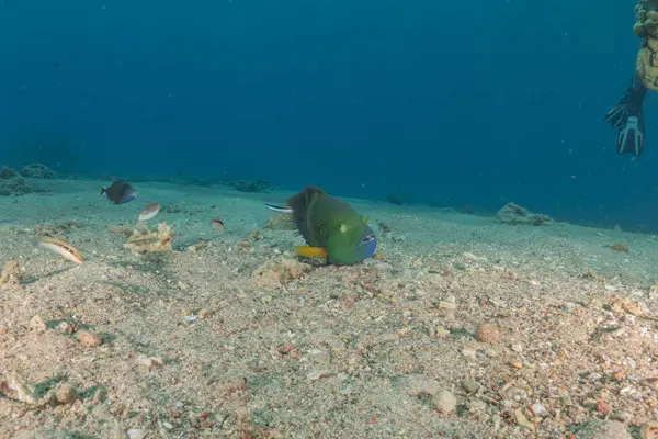 stock image Fish swimming in the Red Sea, colorful fish, Eilat Israel