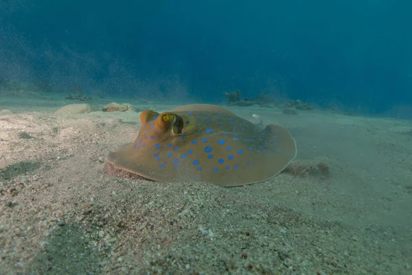 Blue Spotted Stingray Seabed Red Sea Eilat Israel — Stock Photo, Image