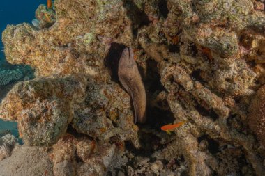 Moray eel Mooray lycodontis Kızıldenizde dalgalanma, Eilat Israel