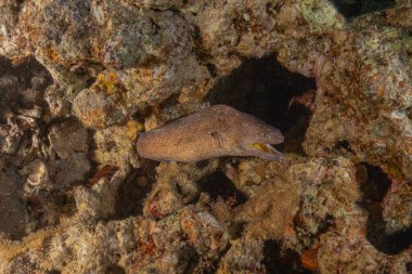 Moray eel Mooray lycodontis Kızıldenizde dalgalanma, Eilat Israel