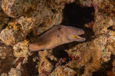 Moray eel Mooray lycodontis Kızıldenizde dalgalanma, Eilat Israel