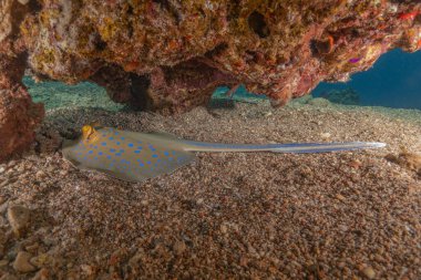 Mavi benekli vatoz Kızıldeniz Eilat, İsrail 'de deniz tabanında