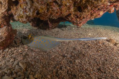 Mavi benekli vatoz Kızıldeniz Eilat, İsrail 'de deniz tabanında