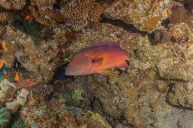 Kızıl Denizde yüzen balıklar, renkli balıklar, Eilat İsrail