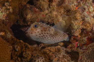 Kızıl Denizde yüzen balıklar, renkli balıklar, Eilat İsrail