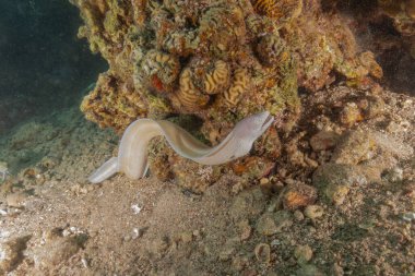 Moray eel Mooray lycodontis Kızıldenizde dalgalanma, Eilat Israel