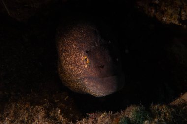 Moray eel Mooray lycodontis Kızıldenizde dalgalanma, Eilat Israel
