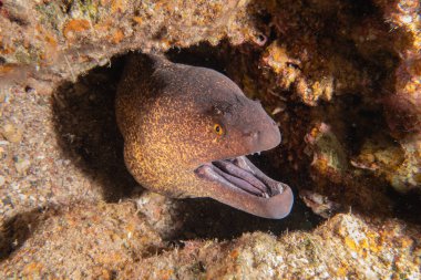 Moray eel Mooray lycodontis Kızıldenizde dalgalanma, Eilat Israel