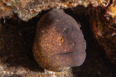 Moray eel Mooray lycodontis Kızıldenizde dalgalanma, Eilat Israel