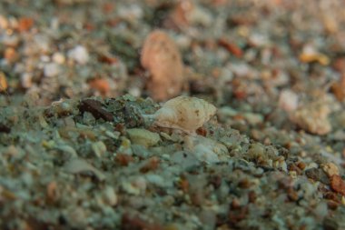 Kızıl Deniz 'deki Deniz Salyangozu Renkli ve güzel, Eilat İsrail