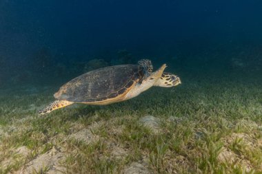 Hawksbill sea turtle in the Red Sea, Eilat Israel  clipart