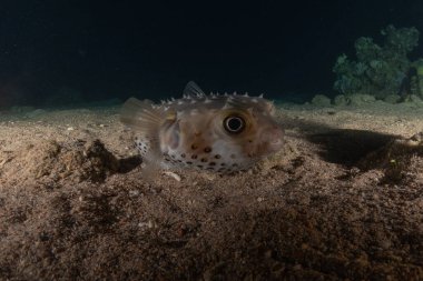 Kızıl Denizde yüzen balıklar, renkli balıklar, Eilat İsrail