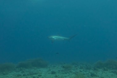 Yırtıcı Köpekbalığı Filipinler Denizi 'nde yüzüyor