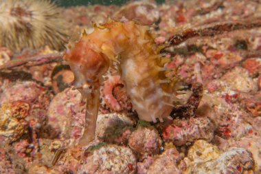 Filipinler Denizi 'nde Deniz Atı