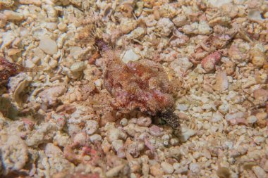 Filipinler Denizi 'nde balıklar yüzer.