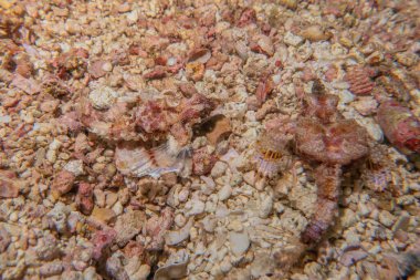 Filipinler Denizi 'ndeki mercan resifi ve su bitkileri