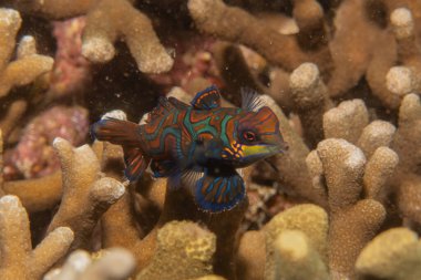Mandarin balığı Filipinler Denizi 'nde yüzer.