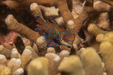 Mandarin balığı Filipinler Denizi 'nde yüzer.