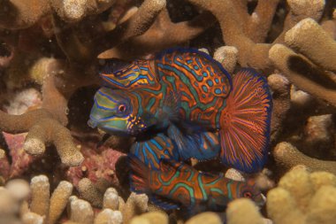 Mandarin balığı Filipinler Denizi 'nde yüzer.