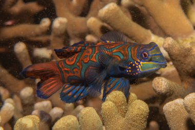 Mandarin balığı Filipinler Denizi 'nde yüzer.