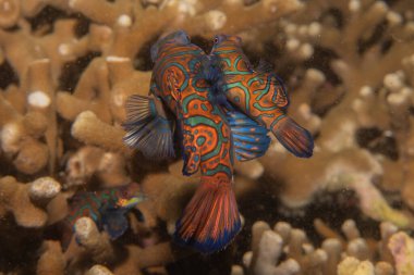 Mandarin balığı Filipinler Denizi 'nde yüzer.