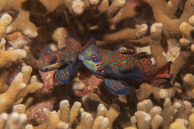 Mandarin balığı Filipinler Denizi 'nde yüzer.