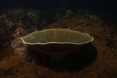 Filipinler Denizi 'ndeki mercan resifi ve su bitkileri