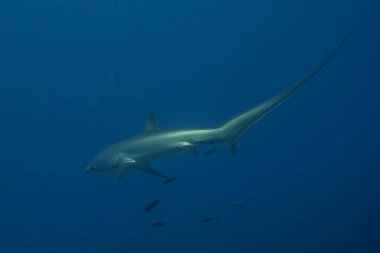 Thresher Shark swimming in the Sea of the Philippines clipart